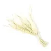 BOUQUET DE BLE ET GRAMINEES SECHES SUR CARTE