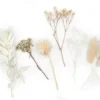 FLEURS SECHEES COLORIS BLANC X10 PIECES