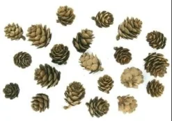 POMMES DE PIN 1.5CM A 3CM X20 PIECES