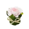 ROSE DANS POT FEUILLAGE ROSE