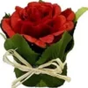 ROSE DANS POT FEUILLAGE ROUGE