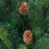 SAPIN ROYAL MAJESTIC H.210CM