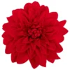SUJET DE NOEL DAHLIA VELOURS ROUGE 20CM